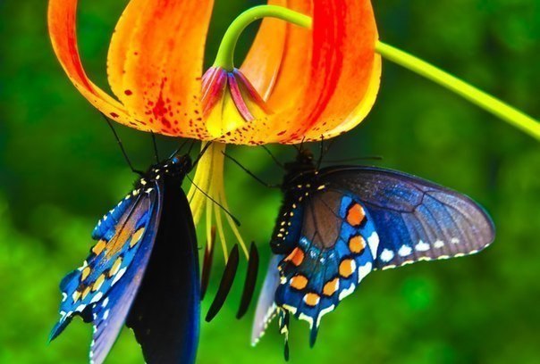 Если бы гусеница держалась за прошлое, она бы никогда не стала бабочкой.