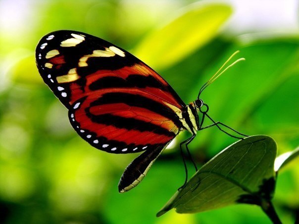 Если бы гусеница держалась за прошлое, она бы никогда не стала бабочкой.