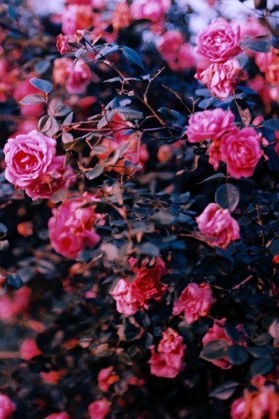 Розы!) Прекрасные цветы)