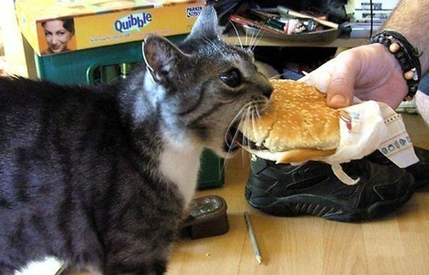 Очень голодный кот)