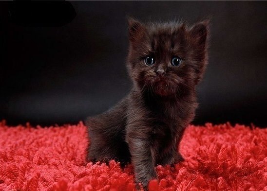 Черный кот, перебегающий Вам дорогу- означает, что животное куда то идёт...