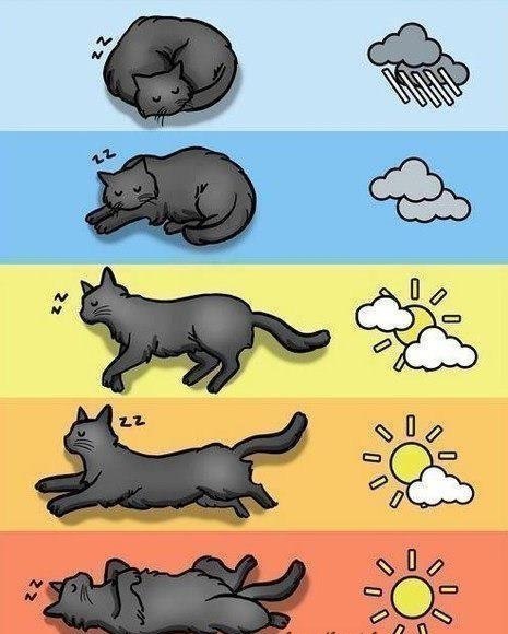 Чтобы точно знать погоду на предстоящие выходные, следите за кошачьим термометром)