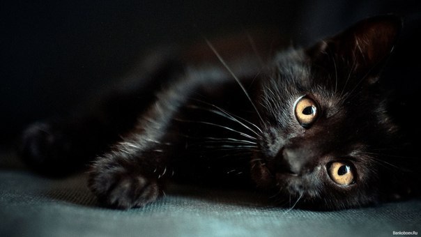 Принесет ли чёрный кот несчастье, главным образом зависит от того, человек ты или мышь.