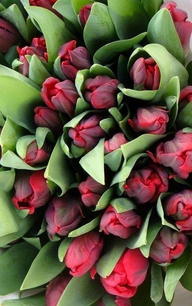 Тюльпаны ♥