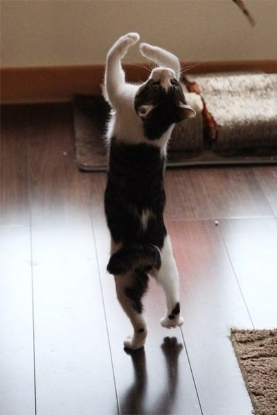 Танцующий кот :)