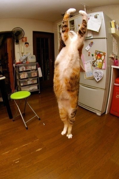 Танцующий кот :)