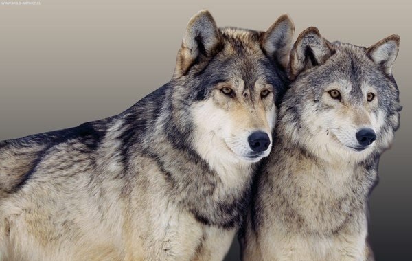 Волк никогда не бросит свою любимую волчицу, ради доступной собаки.