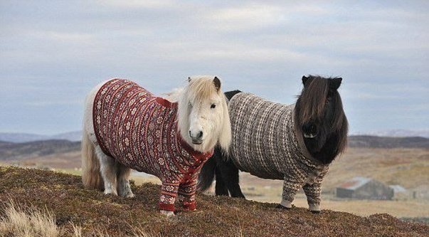 Так вот они какие - те самые кони, в пальто... :)