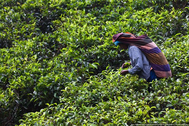 Сборщик чая Раджа на плантациях Липтон в Индии даже не подозревает, что он собирает его с любовью и нежностью...