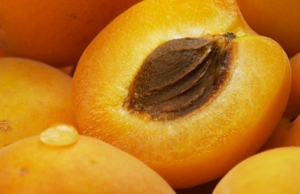 Свойства абрикосового масла для ухода за лицом: