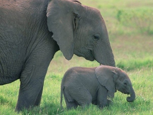 Милые и забавные маленькие слонята