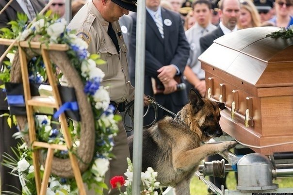 Напарник полицейского Джейсона Эллиса, пес Фигу, прощается с другом, погибшем при исполнении. Кентукки, США.