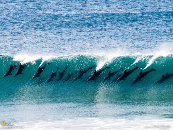 Стая дельфинов на гребне волны
