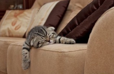 Только мужчины и коты с рождения, на генетическом уровне обладают умением с жутко деловым видом… лежать на диване!