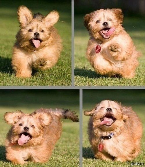 Самая счастливая собака :)
