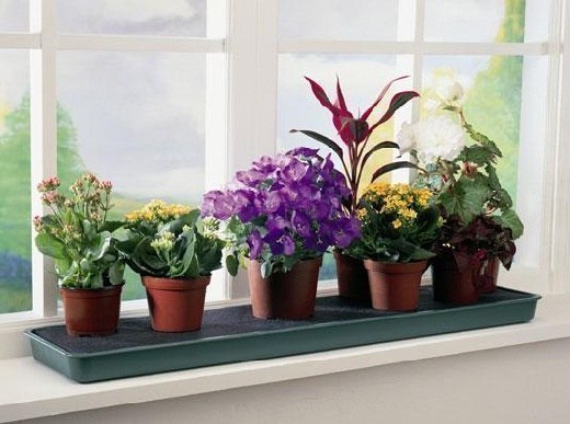 10 растений, которые принесут в ваш дом любовь.