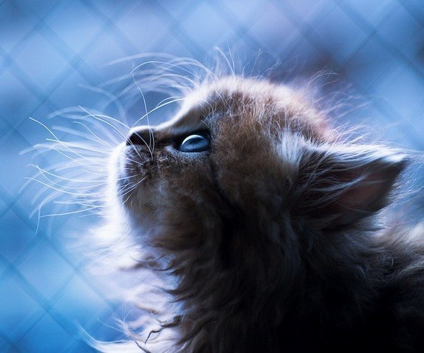 Эту прелесть зовут Дейзи. Хозяин котенка – фотограф Ben Torode. Они живут в Японии. Возможно, это самый симпатичный котенок на свете.