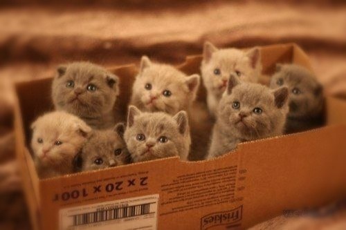 ★ Давайте поставим котятам не меньше 3-х тыс.лайков!
