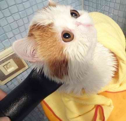 Кот, который любит купаться :)