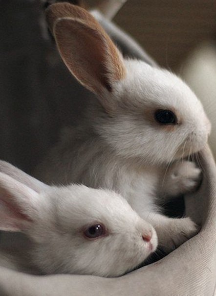 любишь кроликов?:3 лайк