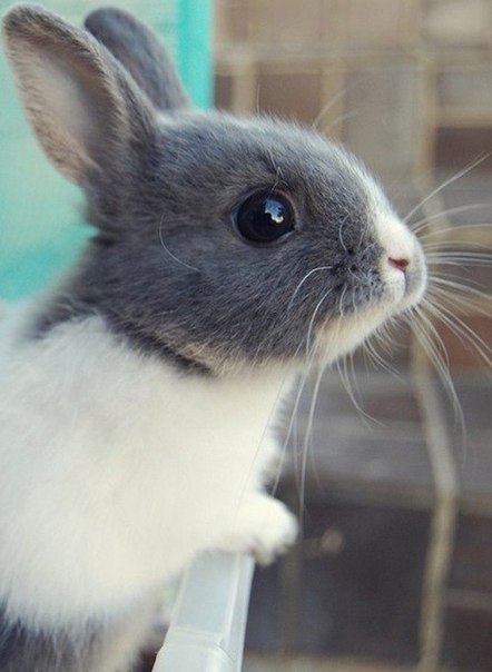 любишь кроликов?:3 лайк